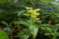 Habenaria digitata